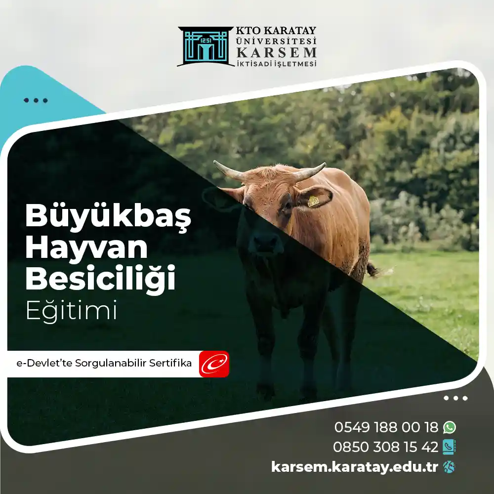 Büyükbaş Hayvan Besiciliği Sertifikası